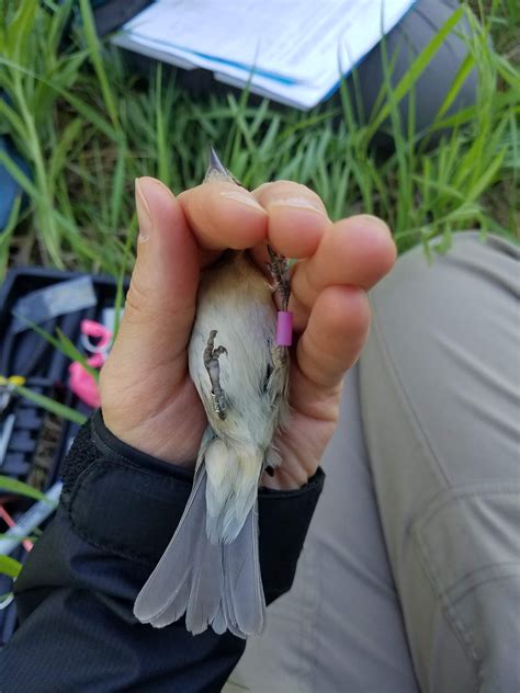 RFID tags used to report which birds are laying 